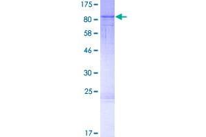 Image no. 1 for RAS Guanyl Releasing Protein 2 (Calcium and DAG-Regulated) (RASGRP2) (AA 1-609) protein (GST tag) (ABIN1317497)