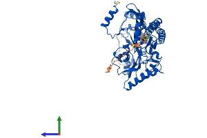 AlphaFold protein structure predicition of Mouse Recombinant Phykpl Protein, UniprotID Q8R1K4