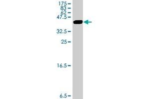Western Blot detection against Immunogen (33.