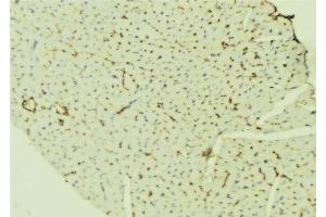 ABIN6276525 at 1/100 staining Mouse liver tissue by IHC-P. (TTR anticorps  (C-Term))
