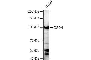 Western blot analysis of extracts of LNCaP cells, using OGDH antibody (ABIN6131414, ABIN6145003, ABIN6145005 and ABIN6222018) at 1:500 dilution. (alpha KGDHC anticorps  (AA 148-427))