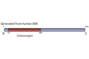 Image no. 3 for anti-DEK Oncogene (DEK) (AA 19-169) antibody (ABIN968269) (DEK anticorps  (AA 19-169))
