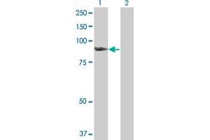 Western Blot analysis of SMURF1 expression in transfected 293T cell line by SMURF1 MaxPab polyclonal antibody.