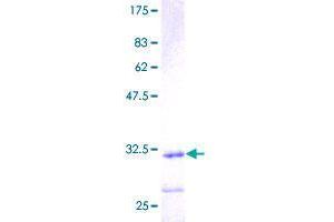 Image no. 1 for Anaphase Promoting Complex Subunit 11 (ANAPC11) (AA 1-54) protein (GST tag) (ABIN1345030)
