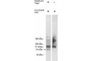 Image no. 1 for anti-CSAG Family, Member 2 (CSAG2) antibody (ABIN265187) (CSAG2 anticorps)