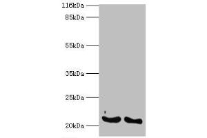 Western blot analysis of (1) A549 whole cell lysates and (2) mouse lung tissue, using IFNA14 antibody (2 μg/ml) and goat anti-rabbit polyclonal secondary antibody (1/10000 dilution). (IFNa14 anticorps  (AA 24-189))