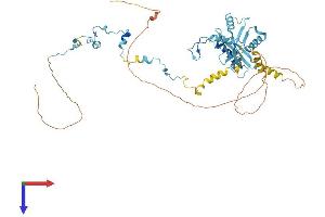 AlphaFold protein structure predicition of Mouse Recombinant Paf1 Protein, UniprotID Q8K2T8