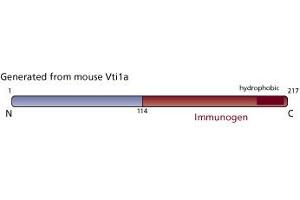 Image no. 2 for anti-Vesicle Transport through Interaction with t-SNAREs 1A (VTI1A) (AA 114-217) antibody (ABIN968427) (VTI1A anticorps  (AA 114-217))