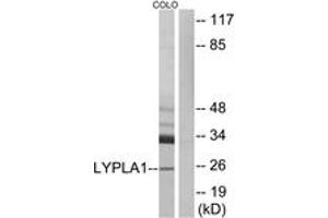 Western Blotting (WB) image for anti-Lysophospholipase I (LYPLA1) (AA 51-100) antibody (ABIN2890095) (LYPLA1 anticorps  (AA 51-100))