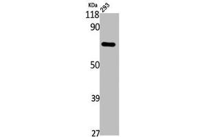 Western Blot analysis of 293 cells using Annexin VI Polyclonal Antibody