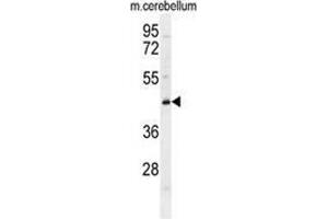 Western blot analysis in mouse cerebellum tissue lysates (35ug/lane) using CYB5D2 Antibody (C-term). (CYB5D2 anticorps  (C-Term))