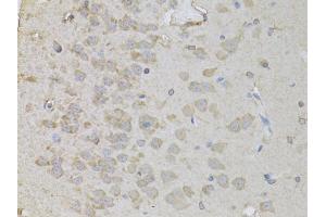 Immunohistochemistry of paraffin-embedded rat brain using PEA15 antibody. (PEA15 anticorps)