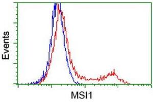 HEK293T cells transfected with either RC215992 overexpress plasmid (Red) or empty vector control plasmid (Blue) were immunostained by anti-MSI1 antibody (ABIN2454198), and then analyzed by flow cytometry. (MSI1 anticorps)