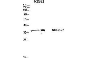 Western Blot (WB) analysis of JK K562 using NHERF-2 antibody. (SLC9A3R2 anticorps)