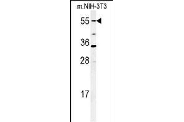 CYP26A1 anticorps  (C-Term)