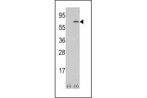 Western blot analysis of lysate from human placenta tissue lysate, using M-CSF Antibody (Center) (ABIN390719 and ABIN2840996). (M-CSF/CSF1 anticorps  (AA 230-257))