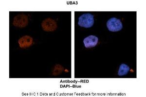 Sample Type :  Human brain stem cells  Primary Antibody Dilution :  1:500  Secondary Antibody :  Goat anti-rabbit Alexa-Fluor 594  Secondary Antibody Dilution :  1:1000  Color/Signal Descriptions :  UBA3: Red DAPI:Blue  Gene Name :  UBA3  Submitted by :  Dr. (UBA3 anticorps  (N-Term))