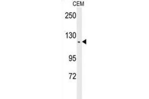 Western Blotting (WB) image for anti-threonine Synthase-Like 2 (THNSL2) antibody (ABIN3002296) (THNSL2 anticorps)