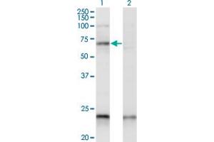 Western Blot analysis of CREB5 expression in transfected 293T cell line by CREB5 monoclonal antibody (M01A), clone 1E2. (CREB5 anticorps  (AA 1-99))
