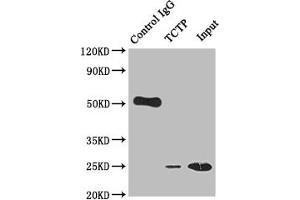Immunoprecipitating TCTP in Hela whole cell lysate Lane 1: Rabbit control IgG instead of ABIN7127838 in Hela whole cell lysate.
