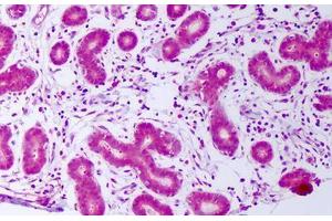Anti-PDGFA antibody IHC staining of human breast, epithelium. (PDGF-AA Homodimer anticorps)