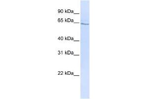 GLP2R antibody used at 1 ug/ml to detect target protein. (GLP2R anticorps  (N-Term))