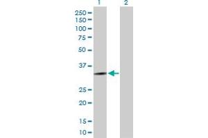 Western Blot analysis of HOXD13 expression in transfected 293T cell line by HOXD13 MaxPab polyclonal antibody.