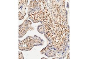 Immunohistochemical analysis of paraffin-embedded human placenta tissue using (ABIN656709 and ABIN2845939) performed on the Leica® BOND RXm.