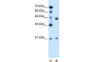 WB Suggested Anti-UBE2E2 Antibody Titration:  0.