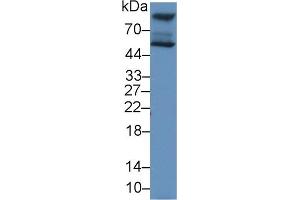 Detection of HEXa in Human HepG2 cell lysate using Polyclonal Antibody to Hexosaminidase A Alpha (HEXa) (Hexosaminidase A anticorps  (AA 318-529))