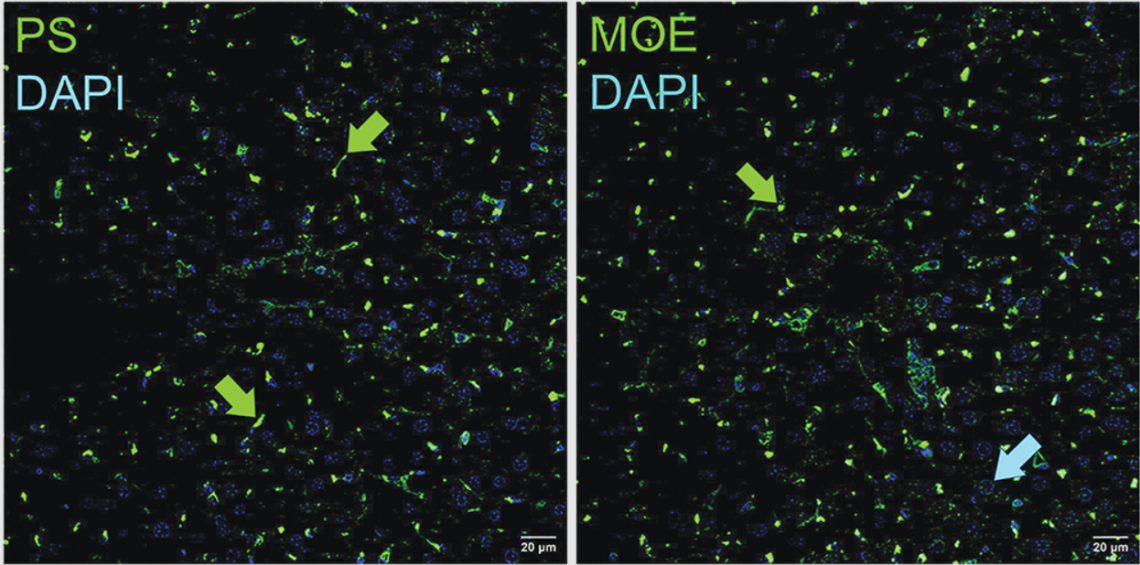 Dual immunofluorescence detection of a PS/2′-MOE dual-modified ASO gapmer in mouse tissue following subcutaneous delivery (50 mg/kg, 72 h). Anti-PS clone PS03 and Anti-MOE clone MOE4 applied in combination.
