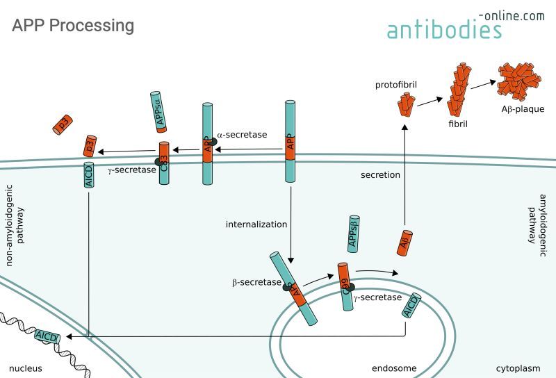 Proteolytic processing of APP - antibodies-online.com