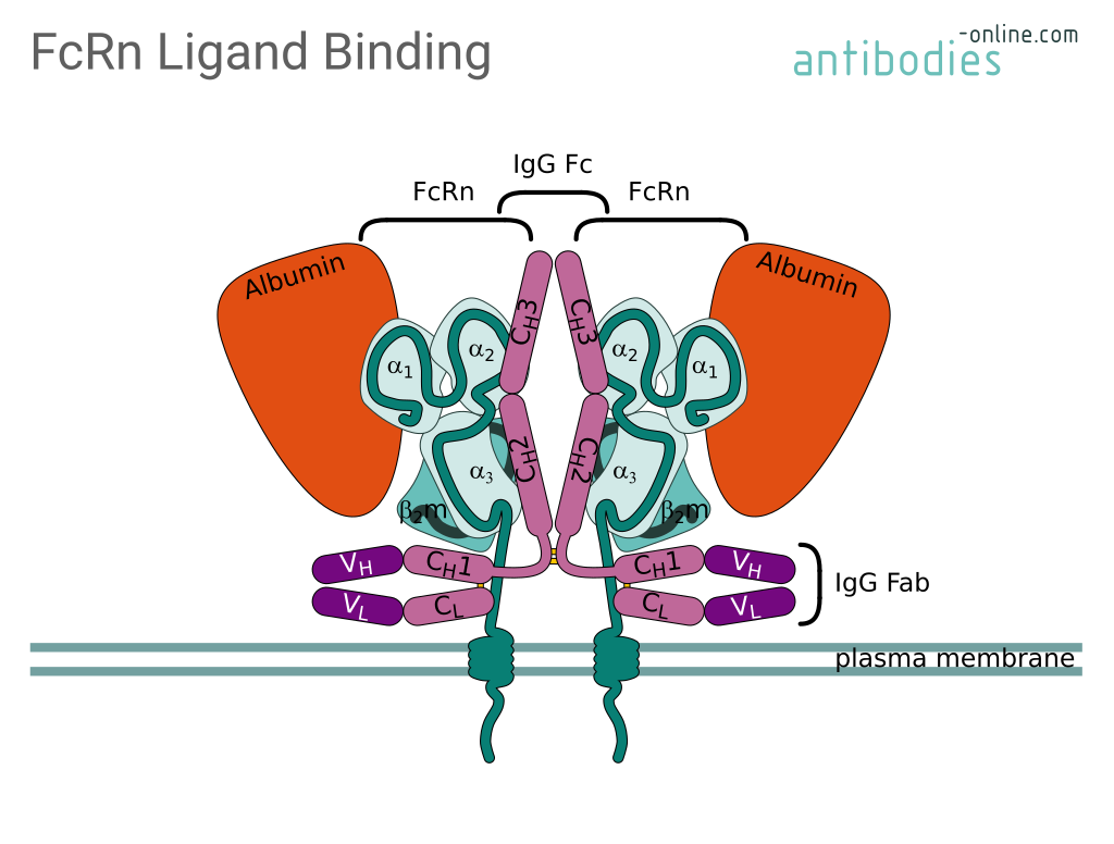 Albumin and IgG binding to FcRn-β2m - antibodies-online.com
