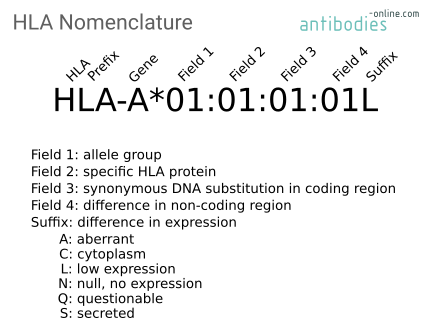 Nomenclature de l'antigène leucocytaire humain (HLA) - anticorps-enligne.fr