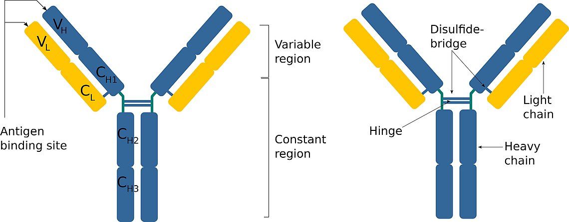 A gauche : Structure schématique d'un anticorps IgG. Chaque molécule d'anticorps est constituée de deux chaînes lourdes (bleu) et de deux chaînes légères (jaune), reliées par des ponts disulfures. Ceux-ci forment également la région dite charnière qui relie les deux chaînes lourdes. À droite : Composition des chaînes lourdes et légères. Les chaînes lourdes et légères sont composées de domaines individuels. Les chaînes lourdes et légères comprennent des domaines constants (CL, CH) et variables (VL, VH). Les domaines variables des deux chaînes déterminent la spécificité du site de liaison de l'antigène. Les régions constantes de la chaîne lourde déterminent la classe d'anticorps à laquelle l'anticorps appartient.