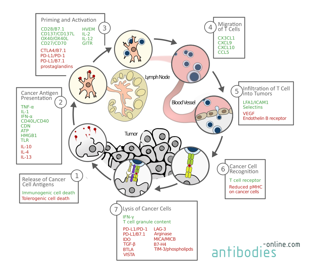Cycle d'immunité contre le cancer