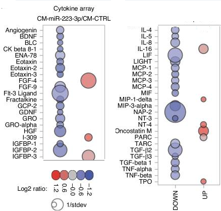 Human Cytokine Array C5 625562