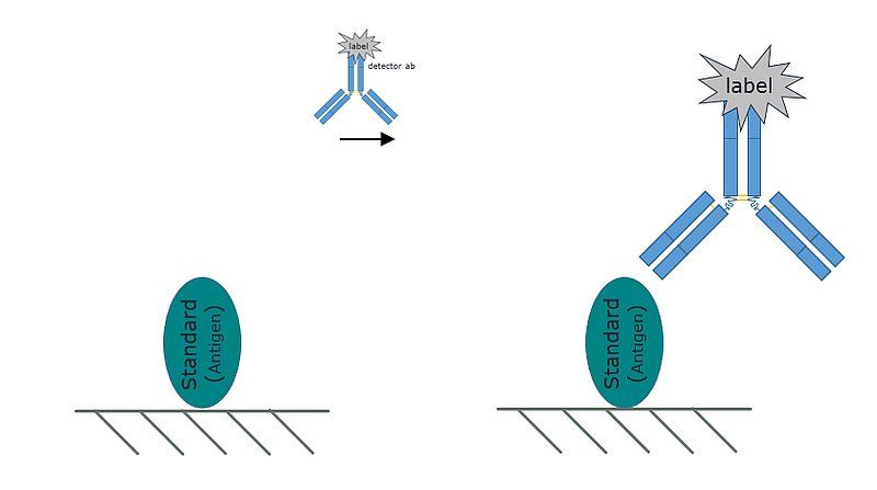 Représentation d'un ELISA direct