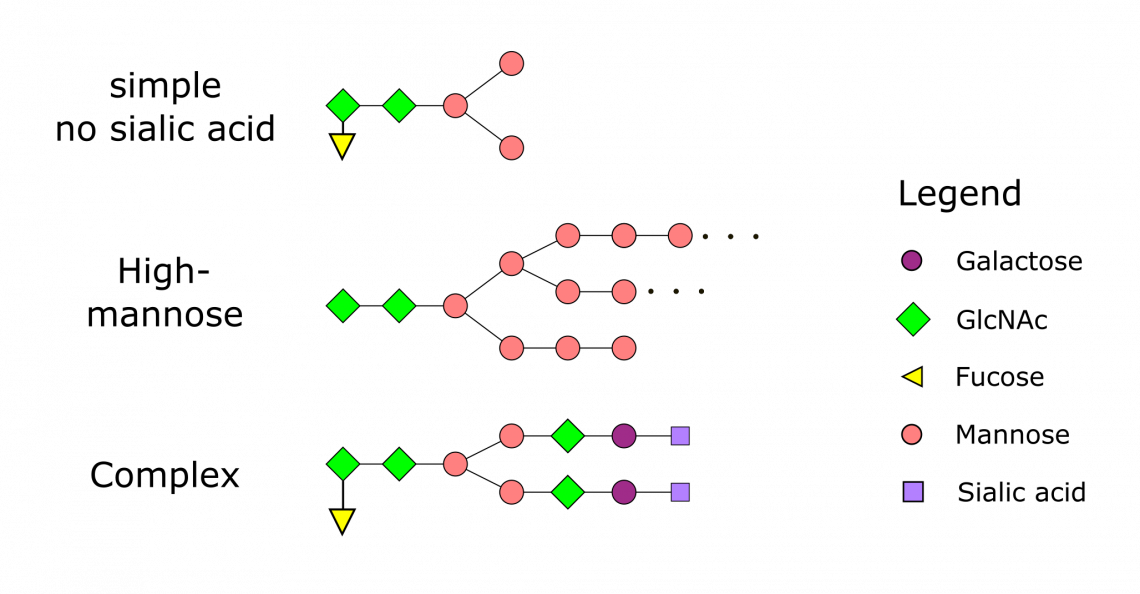 Profils de N-glycosylation