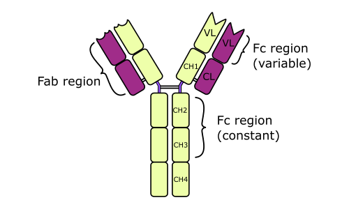 anticorps anti-Immunoglobuline E (IgE)