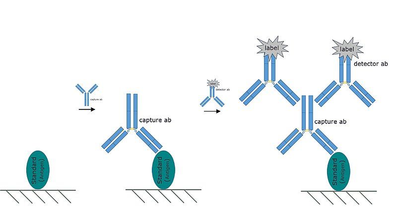 Représentation d'un ELISA indirect