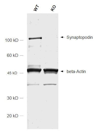 Validation KO de l'anticorps anti-Synaptopodin ABIN1742348