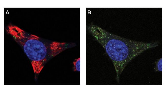 IF of ModDetect Reagent
                PS05