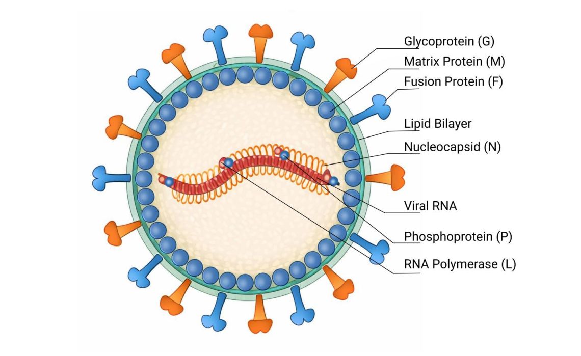 Schematic, color-coded cross-sectional representation of the Nipah virus with labeled structural components, including lipid bilayer, glycoprotein (G), fusion protein (F), matrix protein (M), nucleocapsid (N), viral RNA, as well as phosphoprotein (P) and RNA polymerase (L).