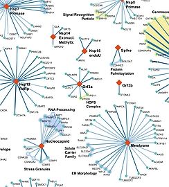 Click to discover the SARS-CoV-2 Protein Interactome SARS-CoV-2 Protein Interactome Part.