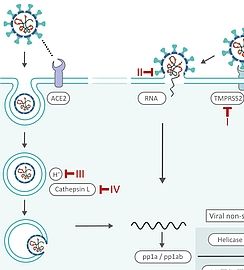 Click to discover the SARS-CoV-2 Replication Cycle and Inhibition SARS-CoV-2 Replication Part