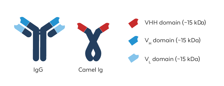 VHH Antibodies