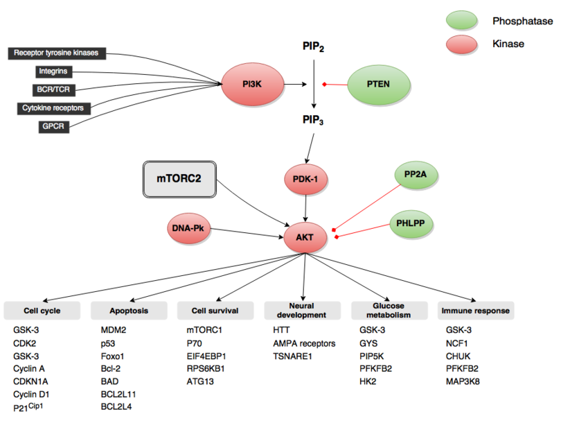 Pathways: Signalisation PI3K-Akt | www.anticorps-enligne.fr